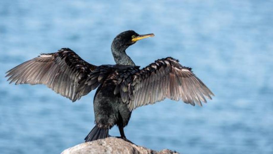 cormoranoes